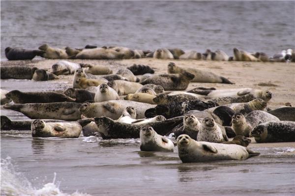 Seehund-Bestände im Wattenmeer auf Rekordniveau