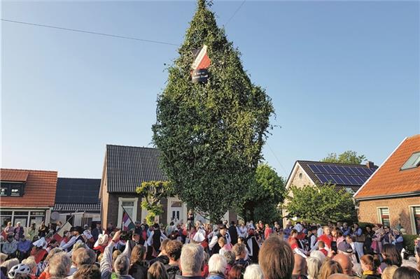 Borkum verzichtet erstmals auf lebenden Hahn am Maibaum Borkum verzichtet erstmals auf lebenden Hahn am Maibaum