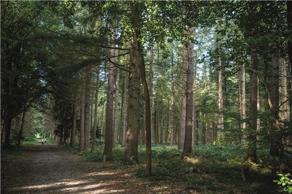 Den Wald vor lauter Bäumen sehen