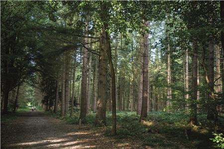 Den Wald vor lauter Bäumen sehen