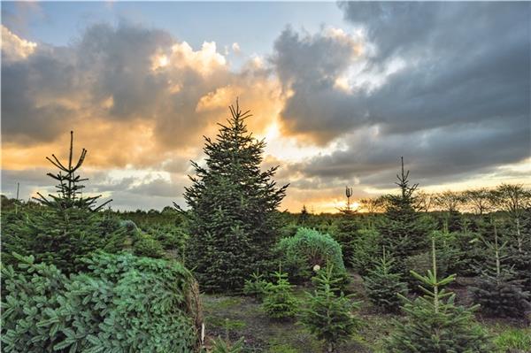 O (stfriesischer) Tannenbaum!