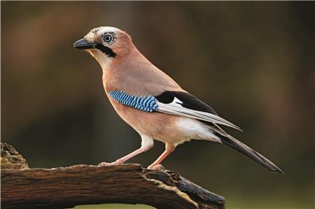 Egon und die ganze Vogelschar