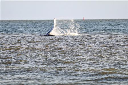 Buckelwal im Wattenmeer – erkennbar laut Nationalparkverwaltung an seiner weißen Brustflosse.