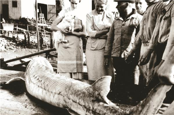 Der Stör, der größte nordeuropäische Fisch, trat früher häufig in der südlichen Nordsee und in der Ems auf. Neben seinem Fleisch wurde Mitte des 19. Jahrhunderts auch sein Rogen als Kaviar verkauft. Die Störfischerei kam um 1910 zum Erliegen, vereinzelt wurden in der Ems und im Dollart jedoch auch später noch Störe erbeutet, wie hier in Ditzum um 1950.