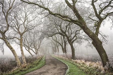 Die Birken-, Erlen- und Eichenallee zum Dorffriedhof in Leybuchtpolder wurde von der BUND-Jury zur schönsten des Jahres gewählt. Foto: Uwe Fröbel
