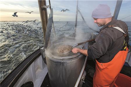Küstenfischer bei der Arbeit: Die gefangenen Krabben werden direkt an Bord gekocht.