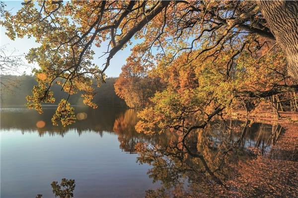 Vom stillen Wasser gespiegelt, sind die golden belaubten Bäume gleich nochmal so schön.Der 5,5 Hektar große Teich liegt inmitten der „Seghorner Büsche“. Südlich des großen Mühlenteichs schließt sich ein verwachsenes Ruhegewässer an – der kleine Mühlenteich. Bekannt ist der malerische Ort, der mehreren Künstlern als Motiv diente, auch durch das Upstalsboom Landhotel Friesland, dessen Gäste Wald und Wasser direkt vor der Tür haben.